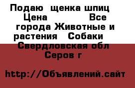 Подаю. щенка шпиц  › Цена ­ 27 000 - Все города Животные и растения » Собаки   . Свердловская обл.,Серов г.